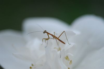 バイカウツギの花に乗る子カマキリ6/7