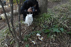 安曇野市穂高　自宅庭　クリスマスローズ2/13-2