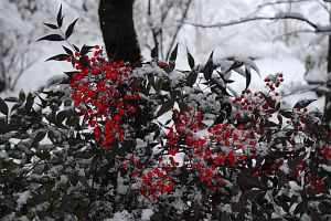 安曇野市穂高　庭　ナンテンに雪1/6-2