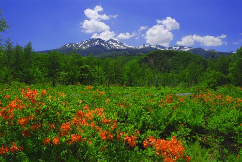 松本市　乗鞍高原　一ノ瀬　レンゲツツジ