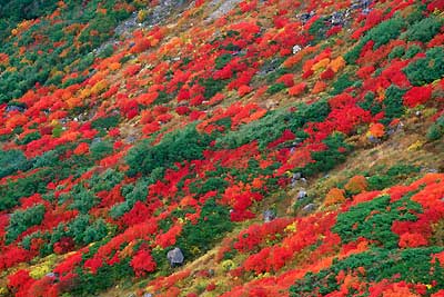 乗鞍岳エコーラインより眺望と紅葉-2