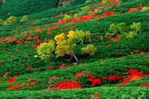 乗鞍岳（肩の小屋口～位ヶ原）　紅葉-3