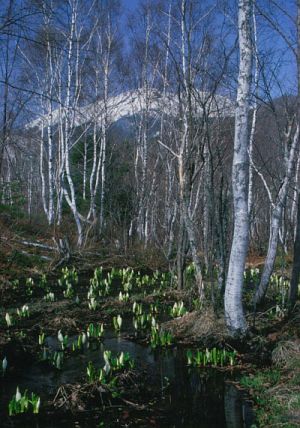 松本市安曇　乗鞍高原　ミズバショウ