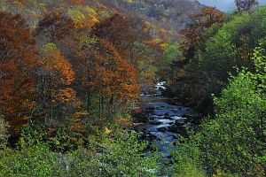 奥志賀　熟平周辺　雑魚川10/22