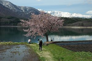 大町市青木湖　さくら5/8-2