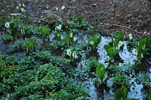 居谷里湿原　ミズバショウとリュウキンカ　4/29-2