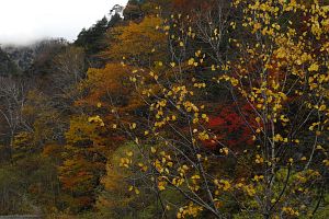 大町市立山黒部アルペンルート　柏原新道登山口　篭川周辺紅葉10/25-2