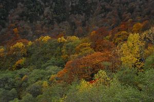 大町市立山黒部アルペンルート　柏原新道登山口　篭川周辺紅葉10/25-1