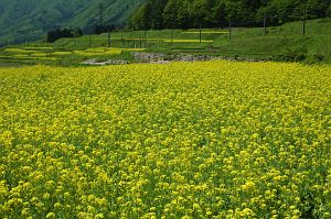 大町市　木崎湖と中綱湖の間　ナノハナ5/24-1