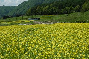 大町市　木崎湖と中綱湖の間　ナノハナ5/24-2