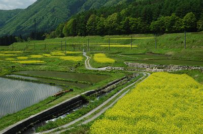 大町市　木崎湖と中綱湖の間　ナノハナ5/24-3