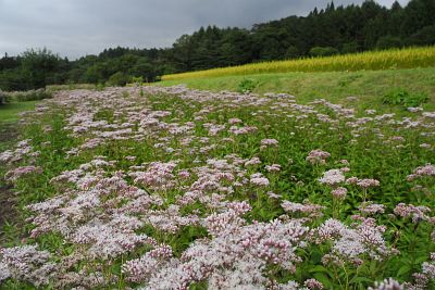 大町市平簗場　のっぺ山荘　フジバカマ9/11