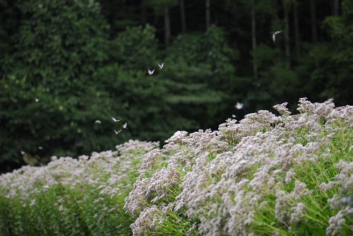 大町市平簗場　のっぺ山荘　フジバカマとアサギマダラ9/11-1