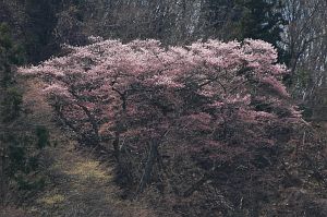 大町市常磐　大崖のサクラ4/29-1