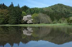 大町市温泉郷　水田に映るサクラ5/12-1