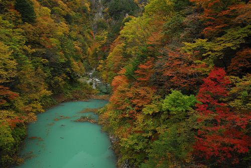 大町市高瀬渓谷　北葛沢五号橋より　北葛沢紅葉10/25