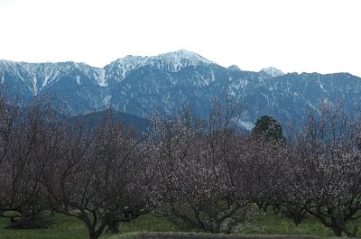 大町市　社区　白梅と餓鬼岳