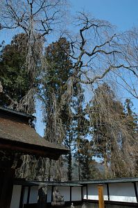 シダレザクラ　大桑村　定勝寺