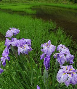 小谷村　中土　ハナショウブ7/13