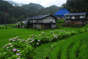 小谷村　中土　水田と民家7/13