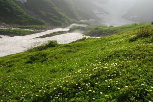 富山県立山町　雷鳥豆山にて　チングルマ8/3