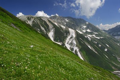 雷鳥沢下り ハクサンイチゲと立山連峰8/4