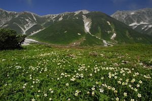 富山県立山町　雷鳥沢にて　ハクサンイチゲ8/3