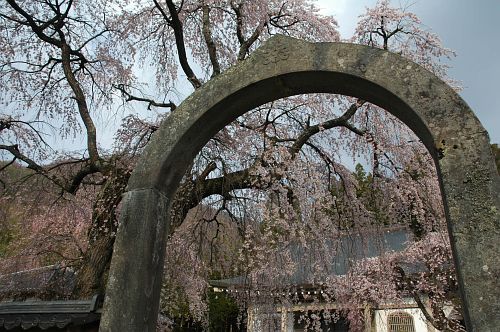 上田市真田　長谷寺　サクラ1