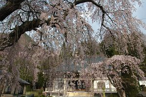 上田市真田　長谷寺　サクラ2