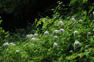 松本市　アザレアライン沿い（三城牧場～扉峠）　オカトラノオ7/26