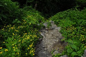 猿倉への下り　ミヤマキンポウゲと登山道8/20