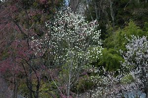 慈雲寺　　コブシと白梅4/20-1