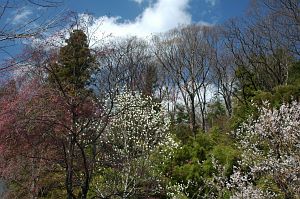 慈雲寺　　コブシと白梅4/20-2