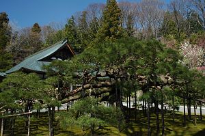 慈雲寺　松