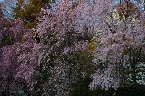 下諏訪町　慈雲寺　シダレザクラ4/28-1