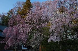 下諏訪町　慈雲寺　シダレザクラ4/28-3