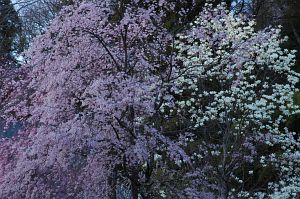 下諏訪町　慈雲寺　シダレザクラ4/28-4