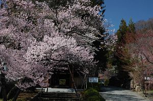 慈雲寺　山門前のサクラ