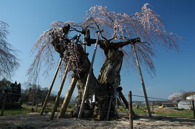 信濃町　原の閑貞桜5/4-1