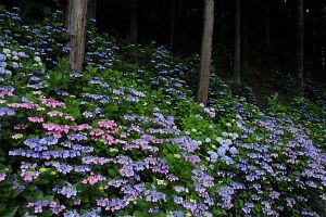 塩尻市上西条　常光寺　ガクアジサイ7/20-2