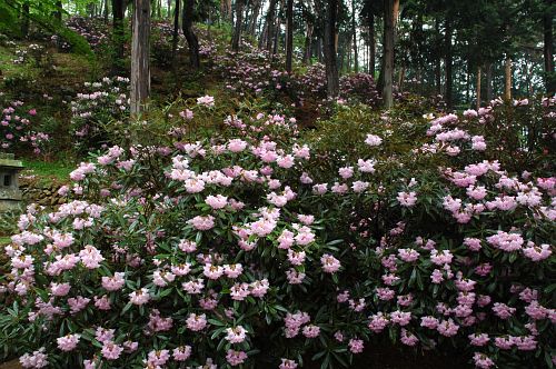 塩尻市上西条　常光寺　シャクナゲ5/18-1