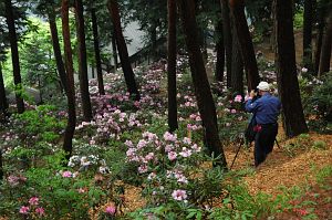 塩尻市上西条　常光寺　シャクナゲ5/18-4