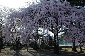 サクラ　洗馬小学校南口