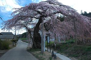 塩尻市　東漸寺　サクラ4/21-1