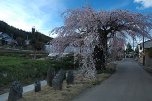 塩尻市　東漸寺　サクラ4/21-2