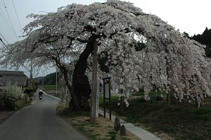 塩尻市　東漸寺　シダレザクラ4/26-1