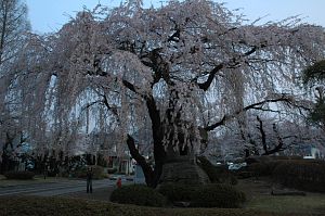 塩尻市役所南　シダレザクラ