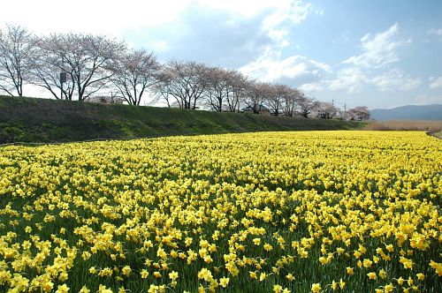 スイセンと桜並木　諏訪市上川沿い