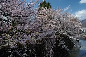 諏訪市　高島城4/20-2