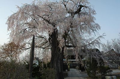 須坂市八町下八　大廣院　　シダレザクラ4/24